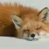 NightFox