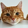 AnOrangeCat