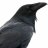 Freedom Crows Nest