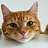 AnOrangeCat