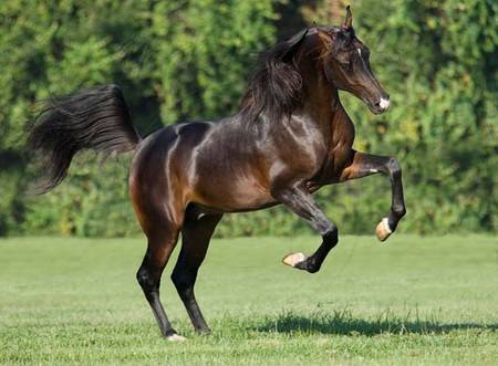 the-majestic-hourse-horses-23853903-450-331.jpg