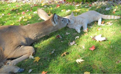 Cat-and-Deer.jpg