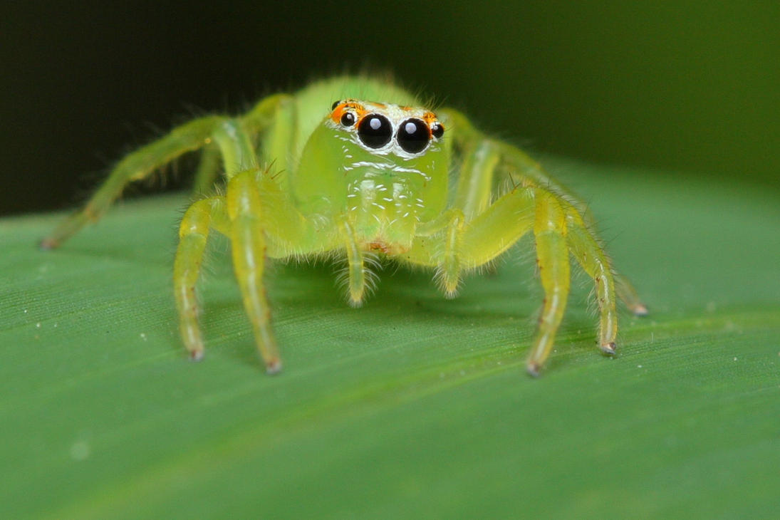 green_jumping_spider_closeup_by_troypiggo.jpg