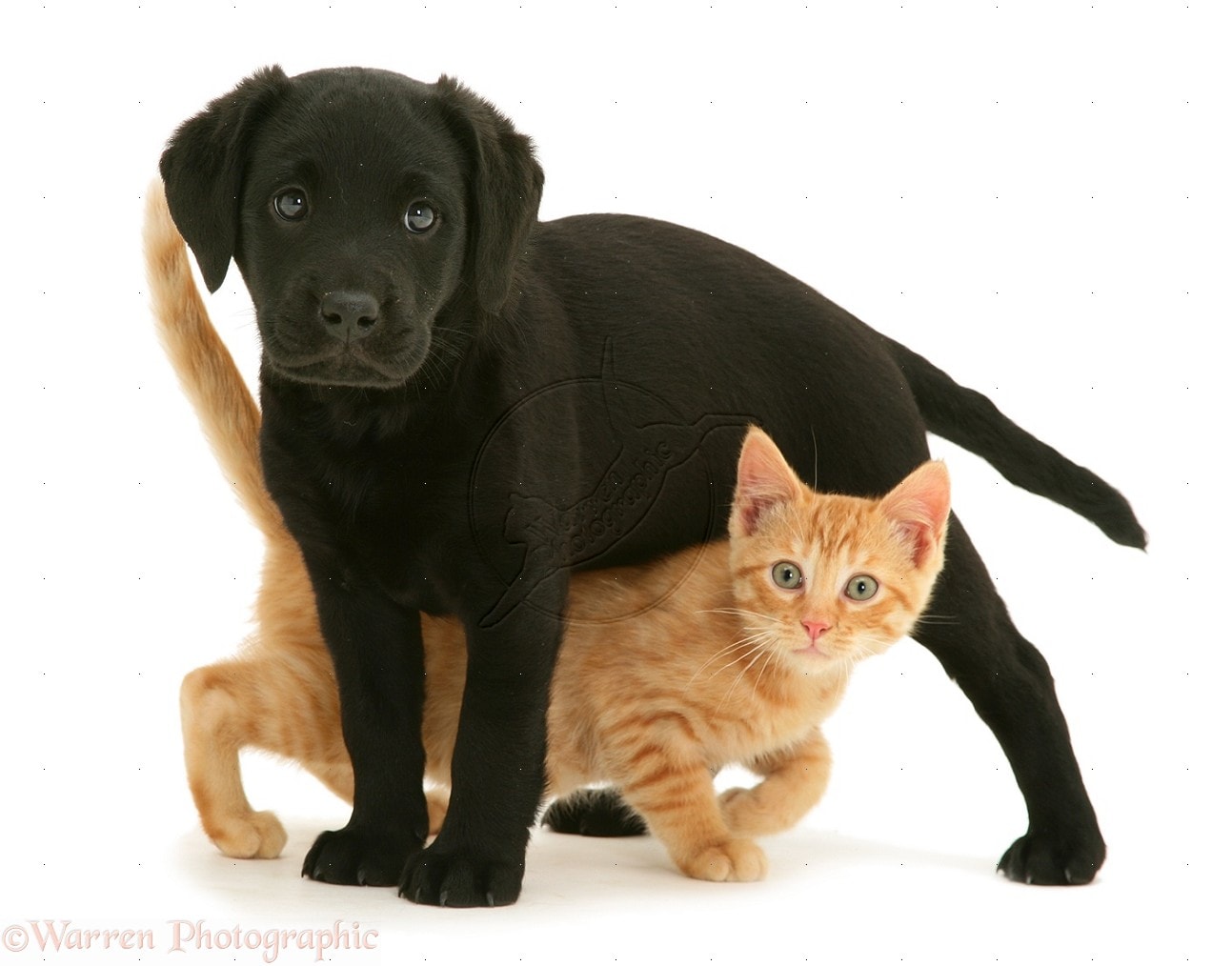 8.21.13-Donated-Blood-Saves-Cat.jpg