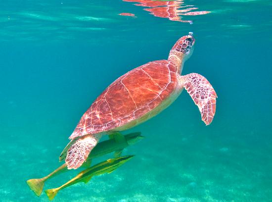beautiful-turtles.jpg