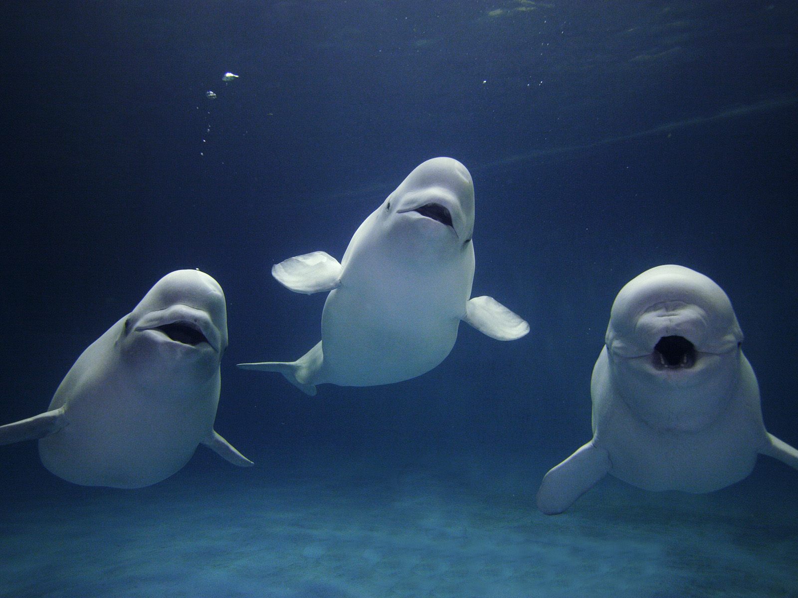 beluga-whale.jpg