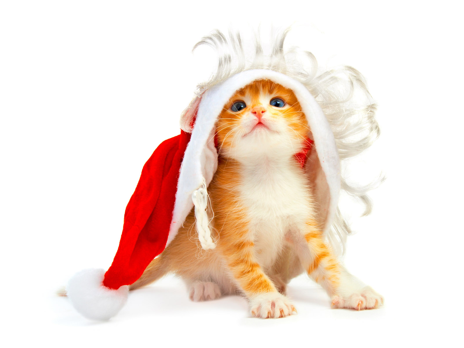 Christmas+Cat.jpg