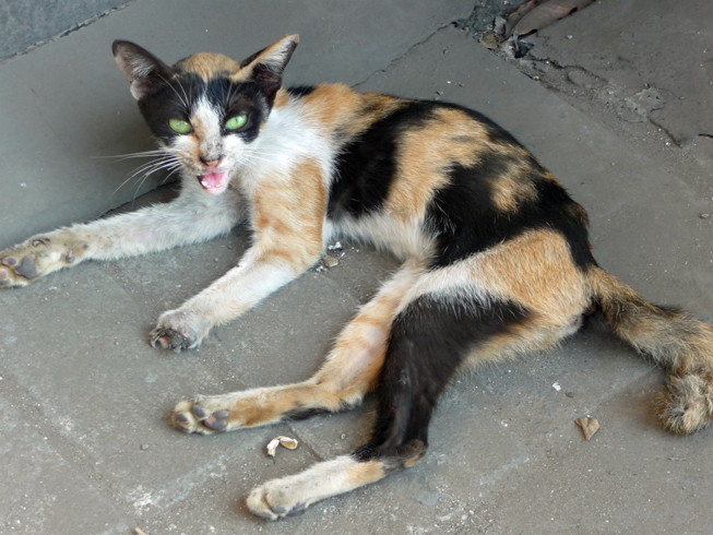 cat.jpg