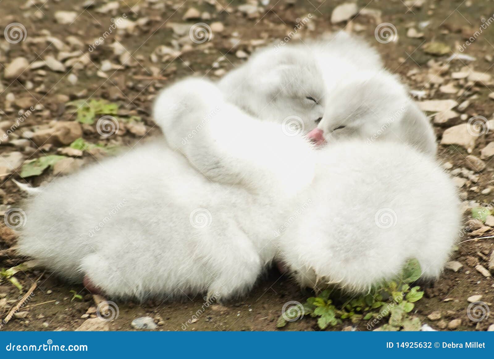 baby-swans-14925632.jpg