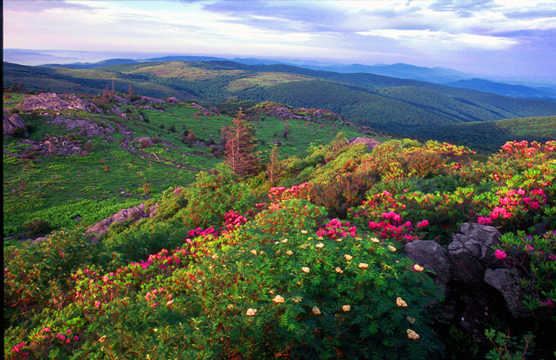Rhododendron-Gap-Mount-Rogers-NRA-Virginia.jpg