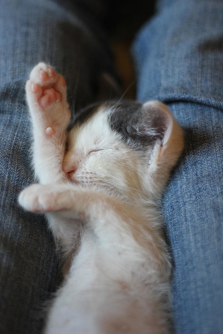 goodnight__kitten__by_kinsraw-d6h4nte.jpg