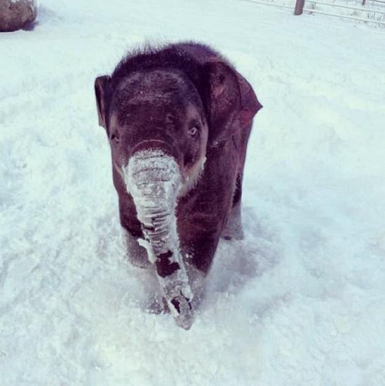 Snow-Animals6.jpg