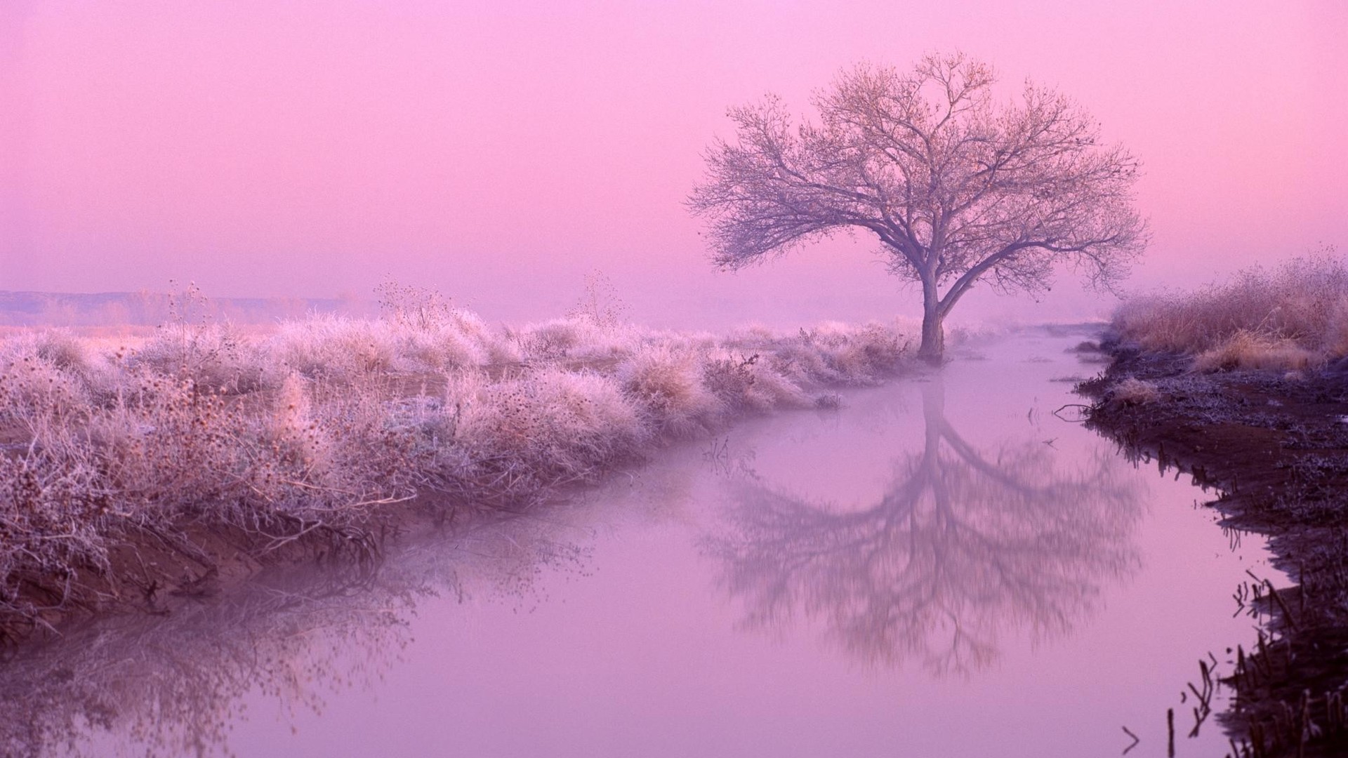 pink-color-1920x1080-wallpaper_111938528.jpg