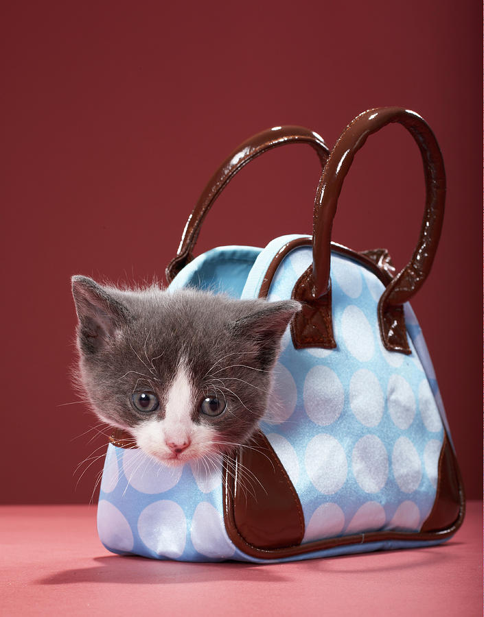 kitten-in-handbag-martin-poole.jpg