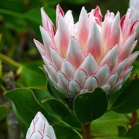 proteas-flowers.jpg