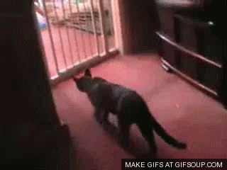 t518290_cat-jump-fail-o.gif