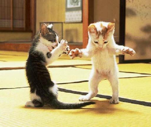taking_care_of_kittens1.jpg