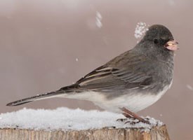 dark_eyed_junco_glamor1.jpg