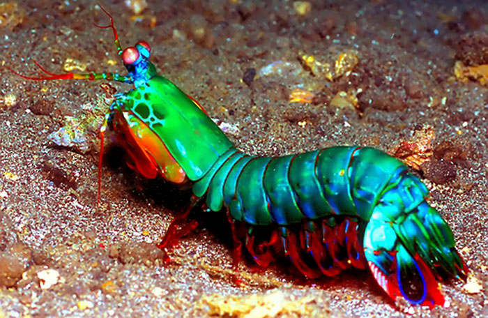 Mantis+shrimp.jpg