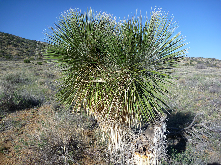 yucca-elata1.jpg