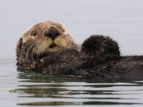 seaotter.png
