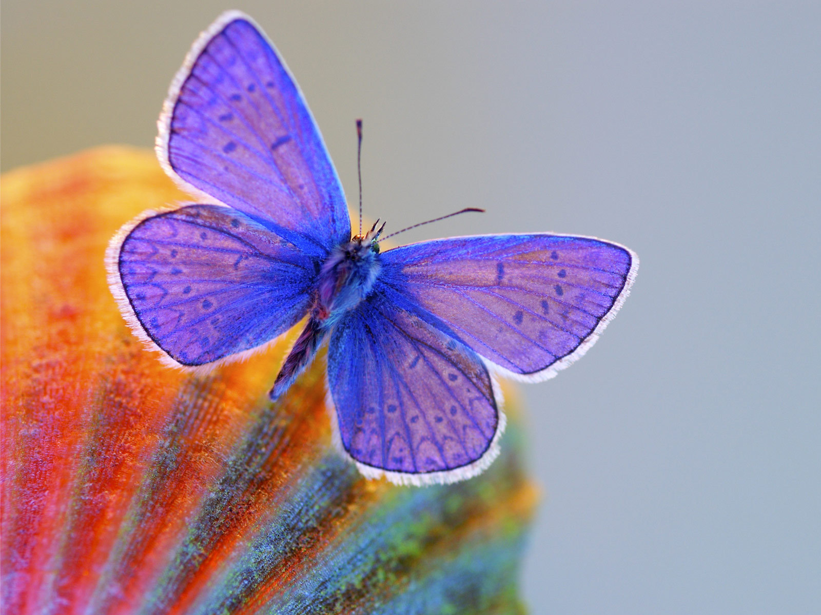 butterfly.jpg