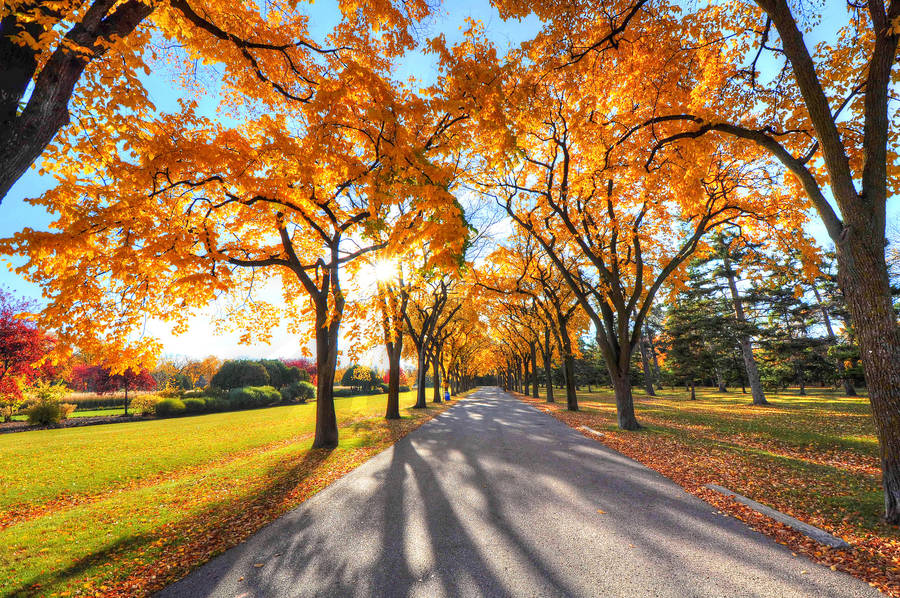 autumn-canada-2.png