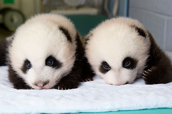 panda1.jpg
