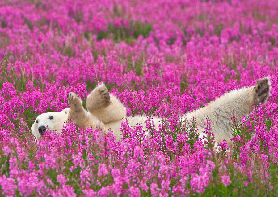 polar-1-900x636.jpg