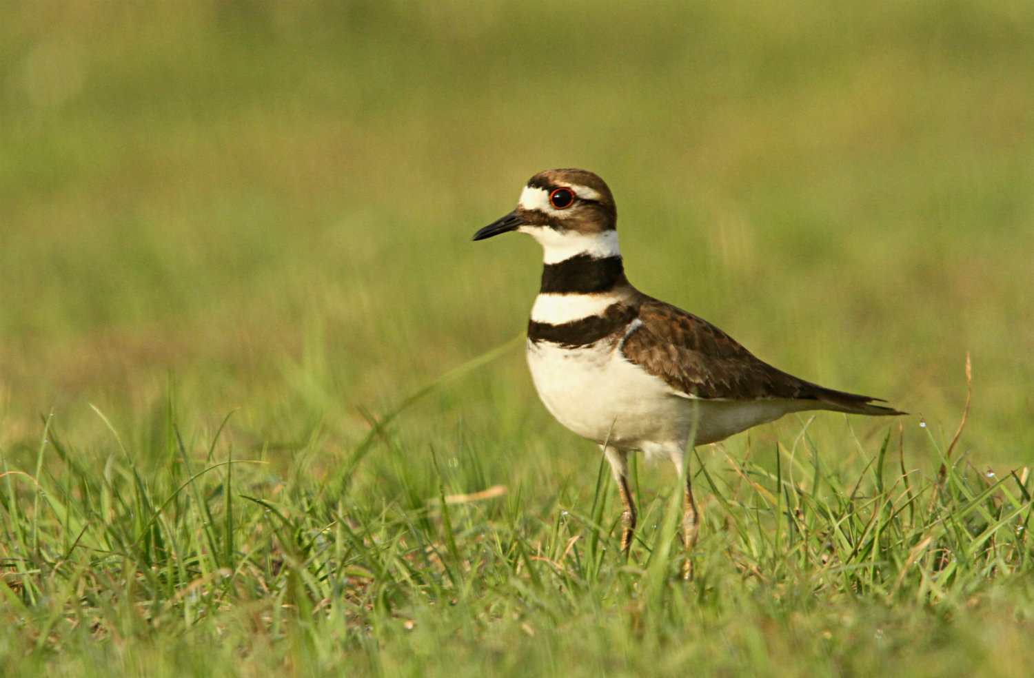 killdeer1.jpg