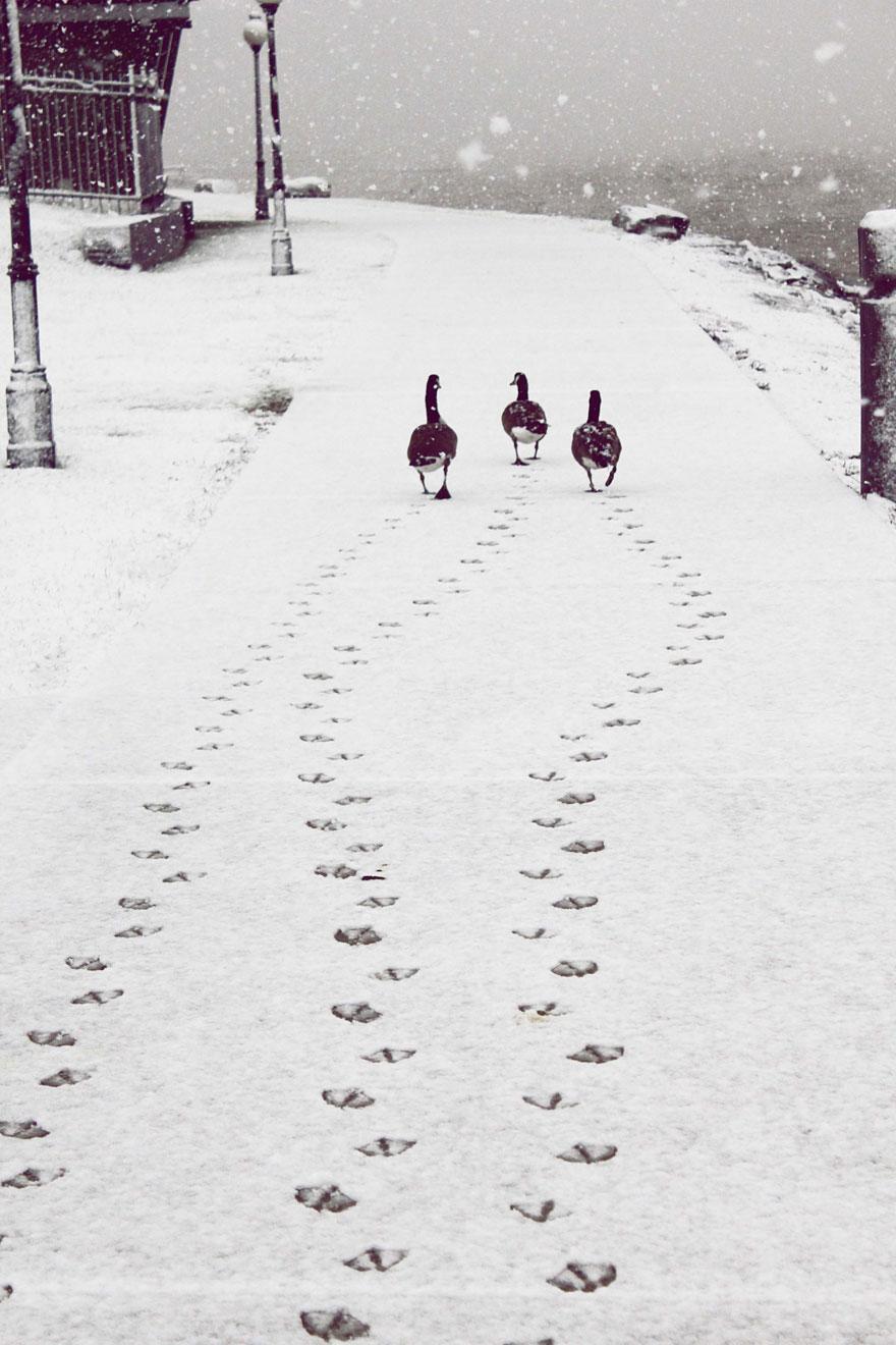 animals-in-winter-9.jpg