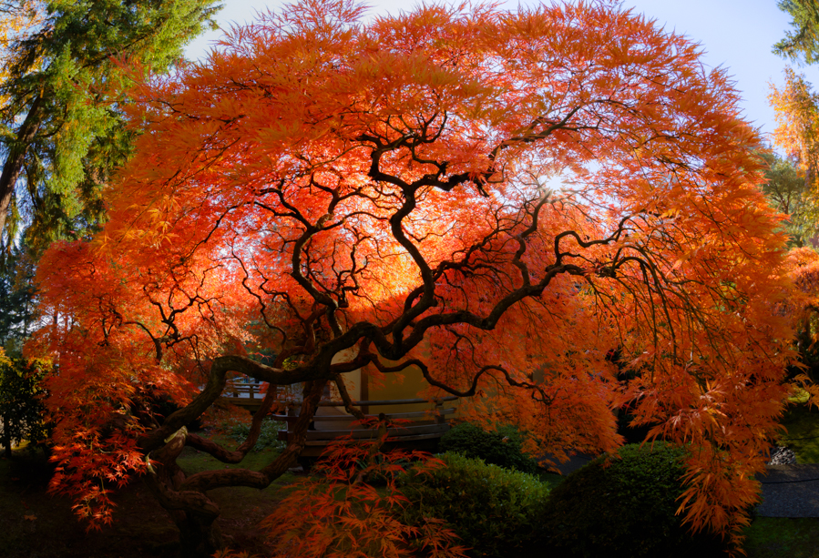 JapaneseGarden2.jpg