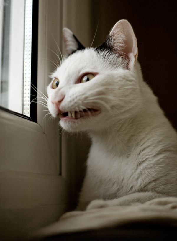 funny-face-cat.jpg