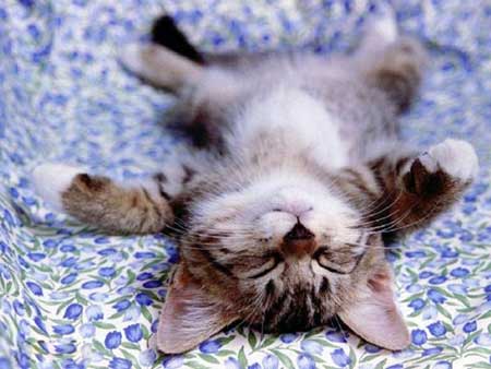 SweetDreams.jpg