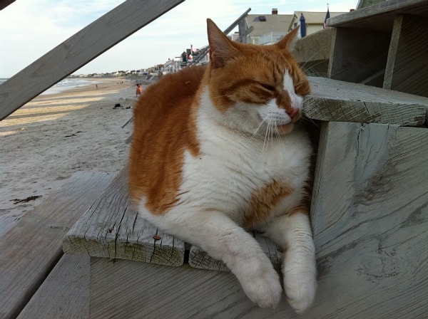 Beach-Cat-2.jpg