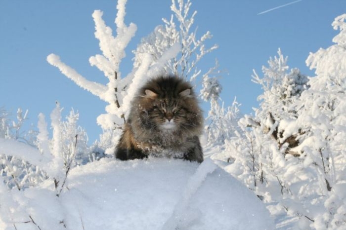 CatInSnowFuzzy.jpg