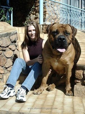 Biggest_dogs_001.jpg