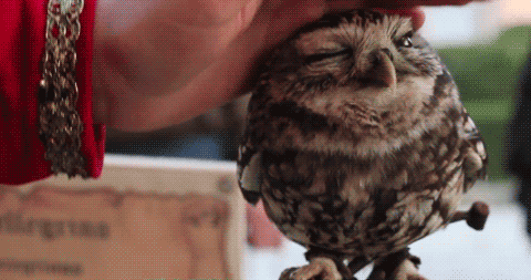 owl.gif