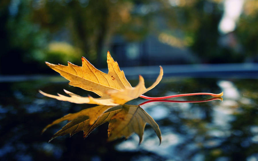 beautiful-sunny-day-scenery-1366x768.jpg