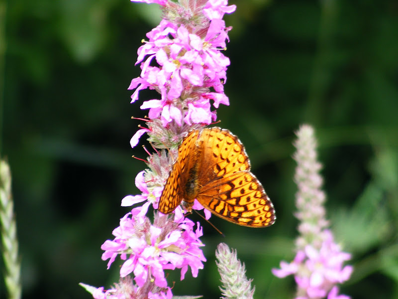 DSCF8133.jpg