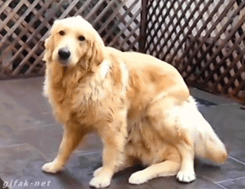 21689373386f76d6641f6abf630436fcf8768d55.gif