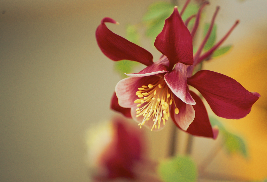 flower_assignment_by_dante_knight-d3emqyn.png