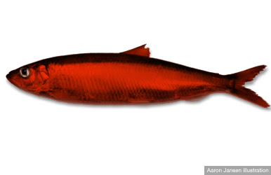 Red+Herring.gif