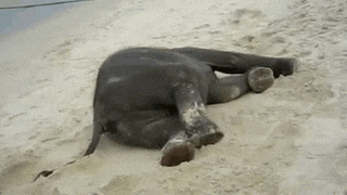 baby-elephant-enjoying-the-beach-65199.gif