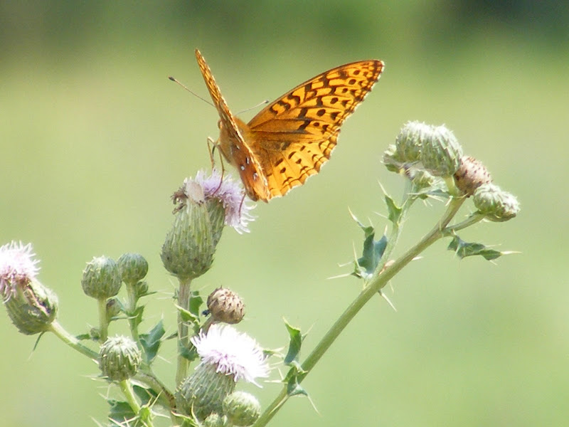 DSCF8189.jpg