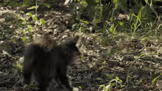 cats.gif
