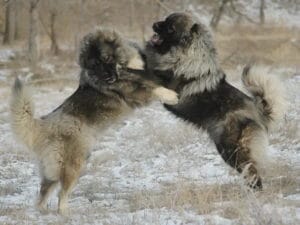 caucasian_dog-300x225.jpg