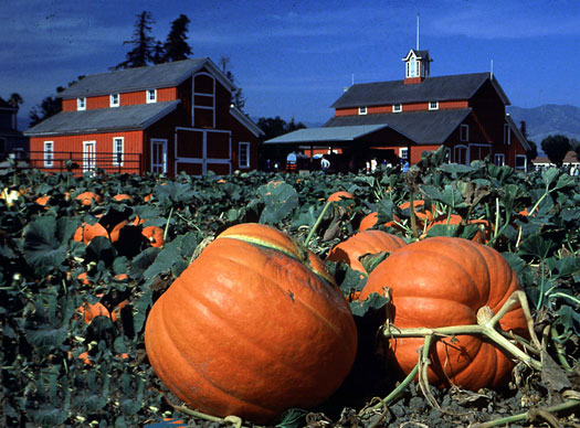 km-pumpkinpatch1.jpg