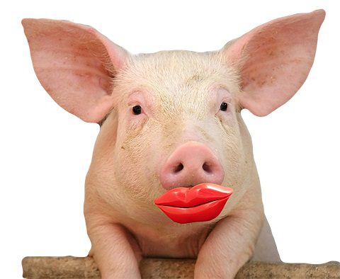 LipstickOnPig.jpg