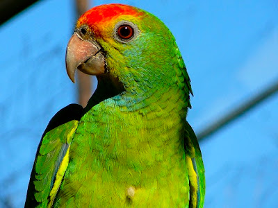 Amazon_Parrot.jpg